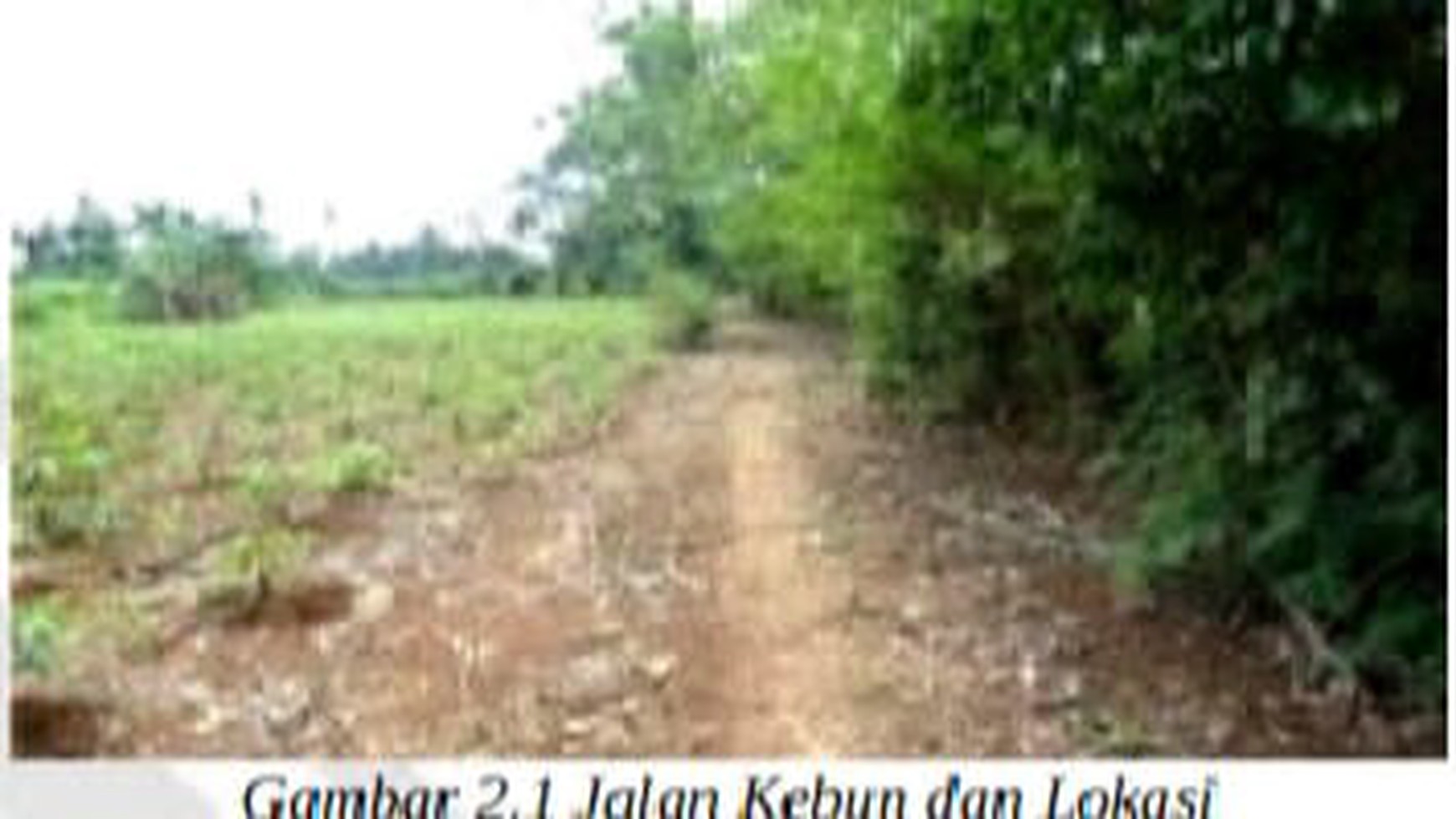 Tanah Kebun Desa Natar Kawasan Pertanian Lahan Kering 