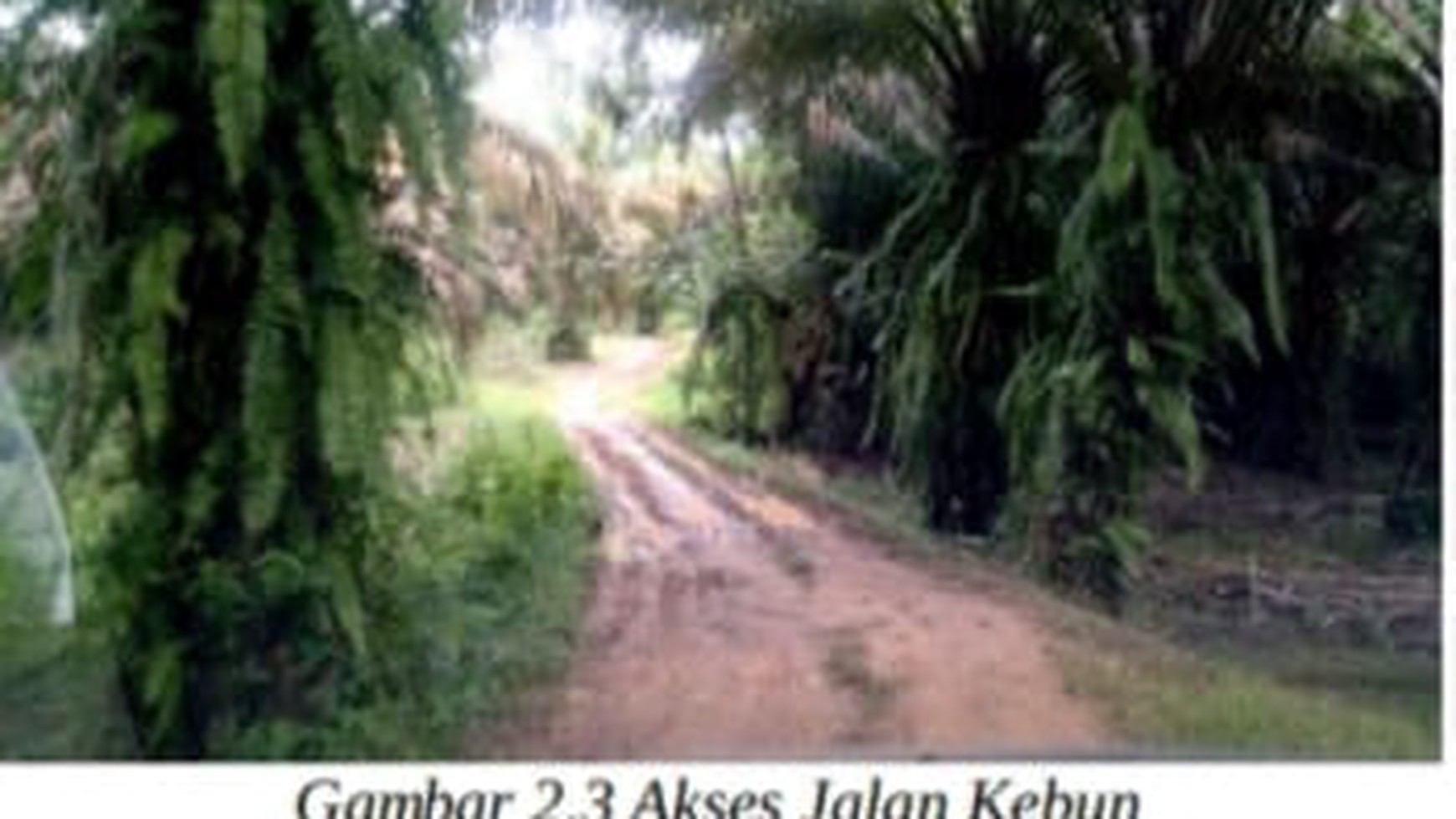 Tanah Kebun Desa Kuripan Kawasan Pertanian Lahan Kering