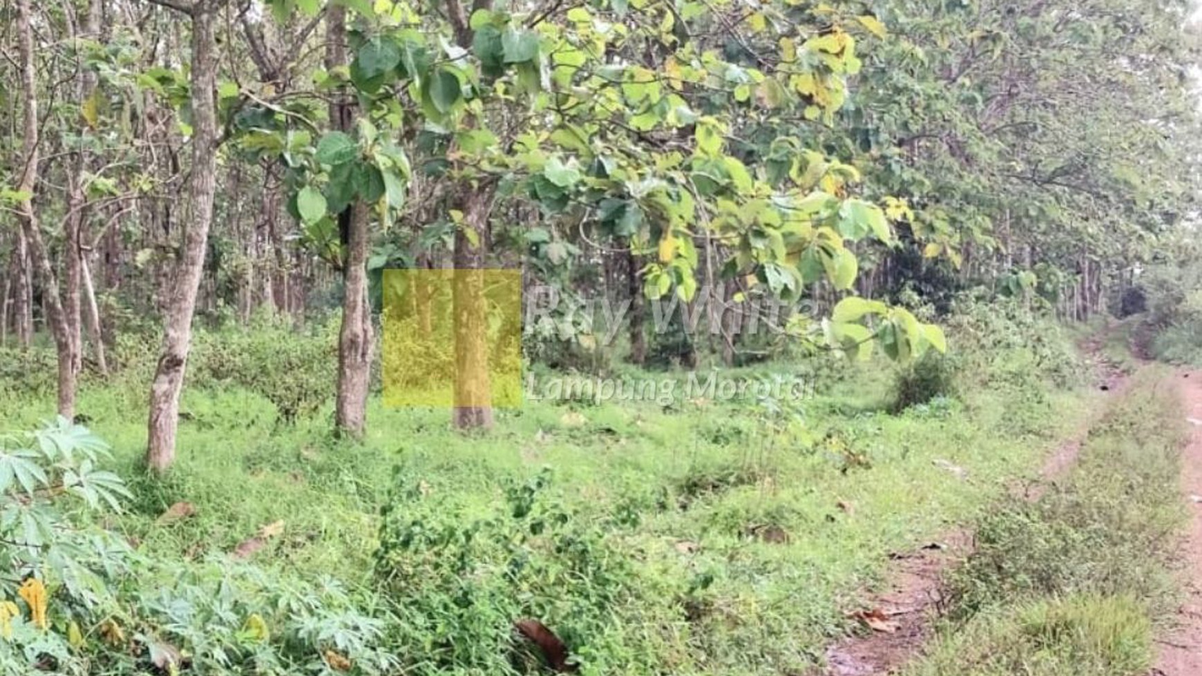 Dijual Kebun Jati Natar Lampung Selatan