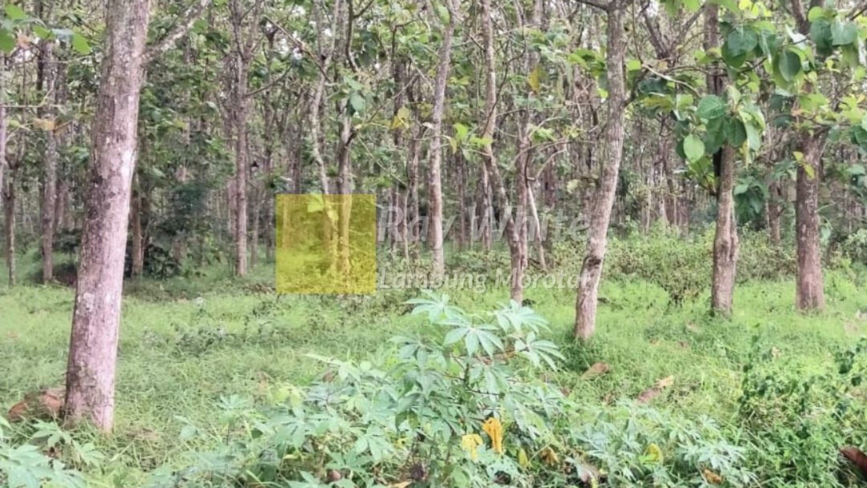 Dijual Kebun Jati Natar Lampung Selatan