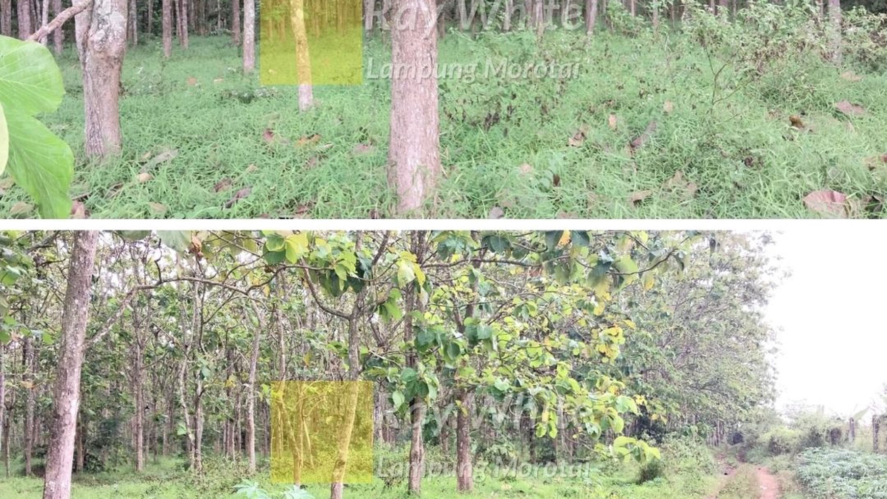 Dijual Kebun Jati Natar Lampung Selatan