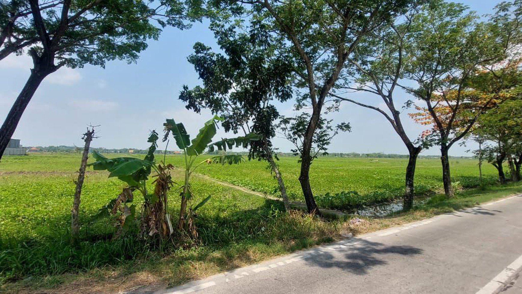 Tanah Sawah Kosong Dijual di Plesungan, Bojonegoro