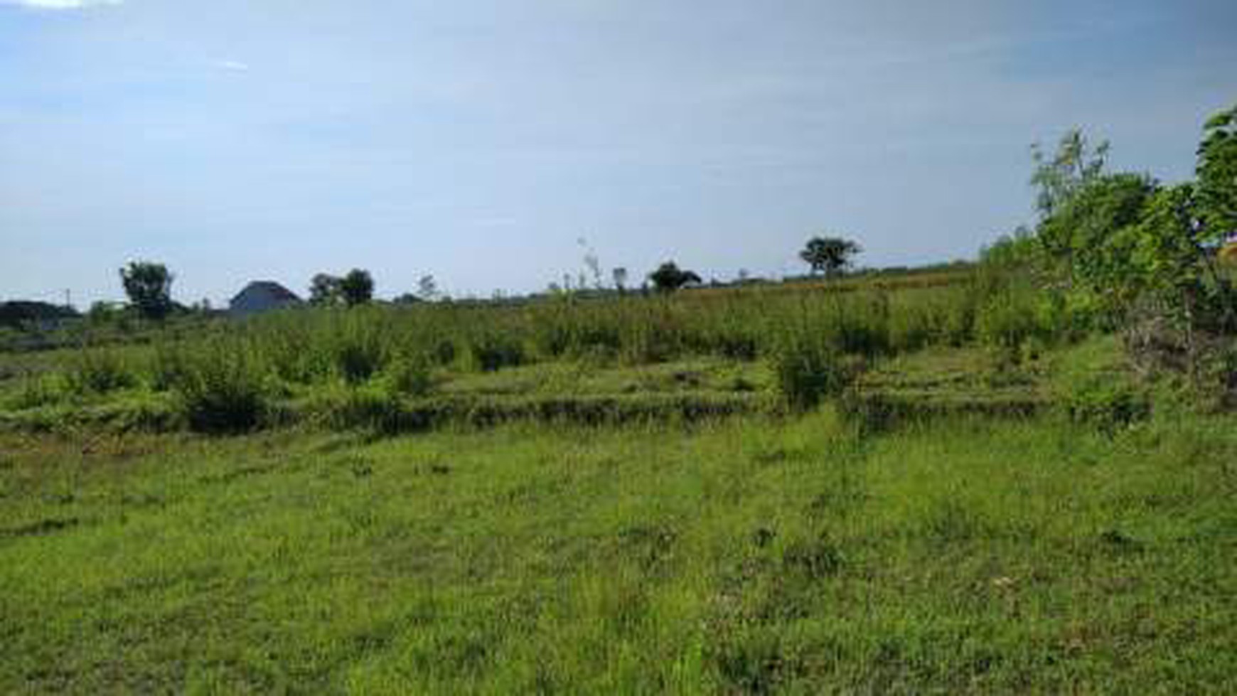 Tanah Sawah Kosong Dijual di Plesungan, Bojonegoro