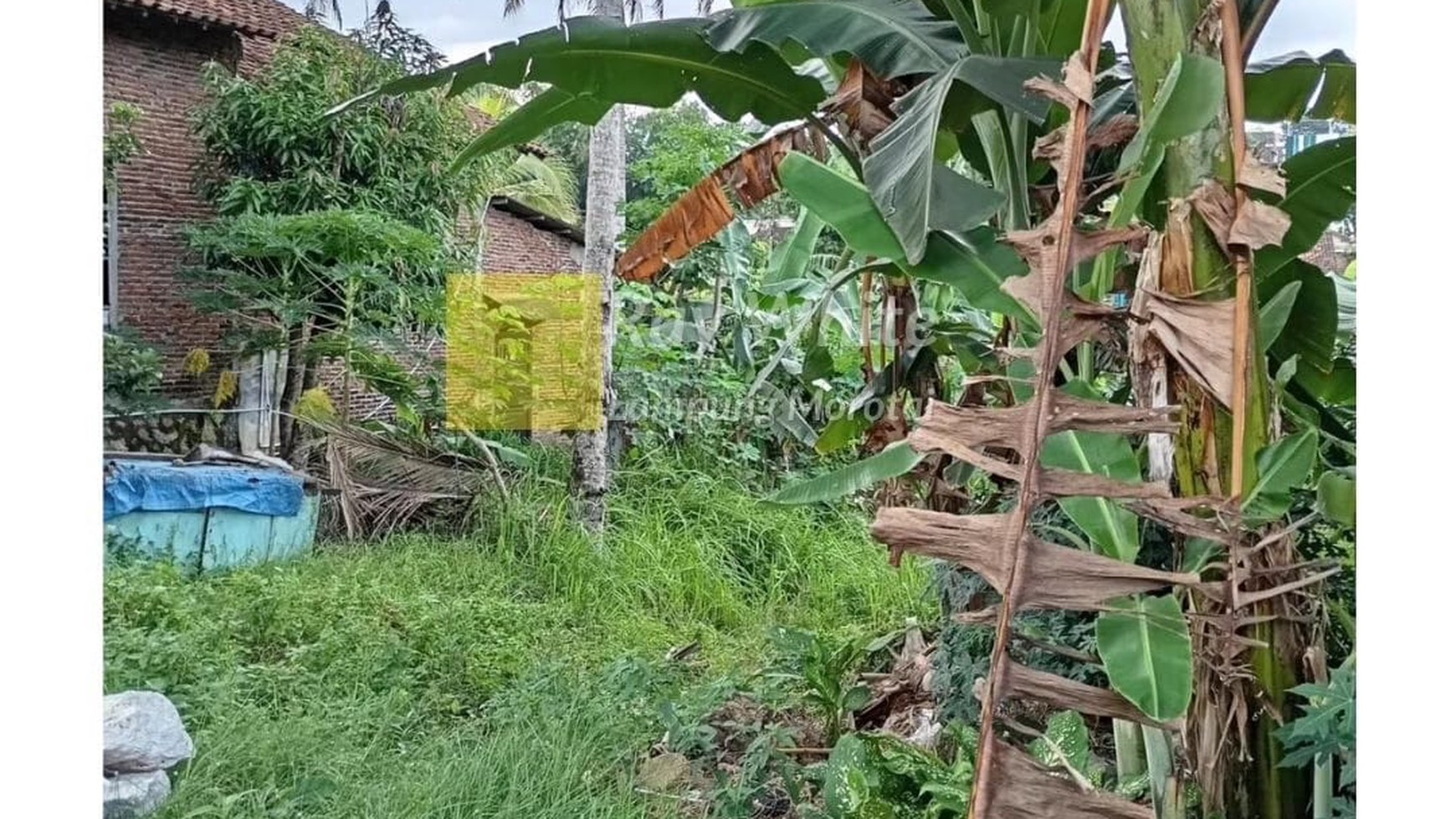 Diual Tanah di Beringin Raya Kemiling