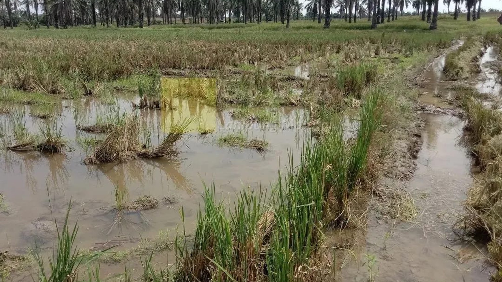 Miliki Sawah Irigasi di Area Pemukiman dan Perumahan