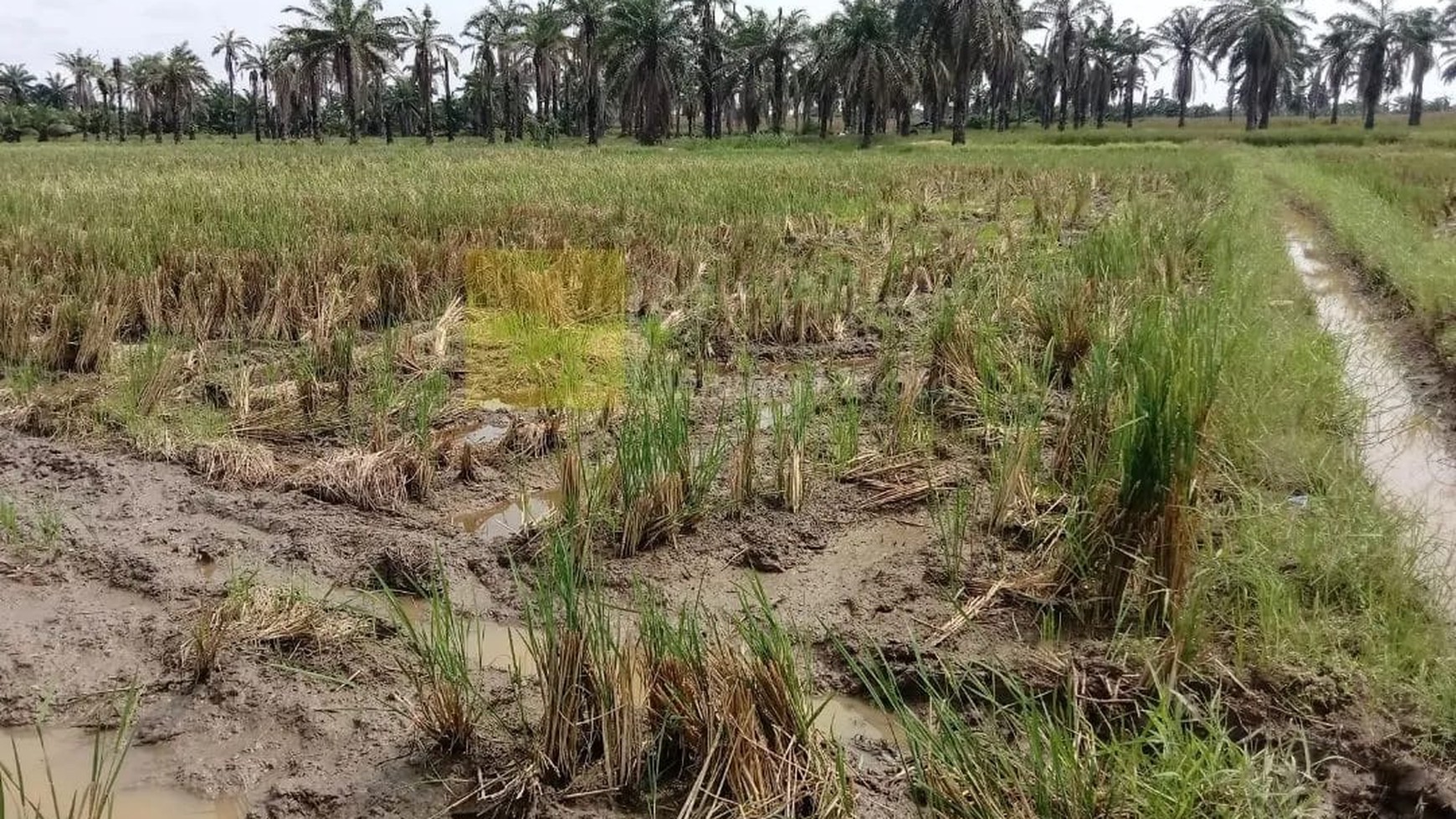 Miliki Sawah Irigasi di Area Pemukiman dan Perumahan