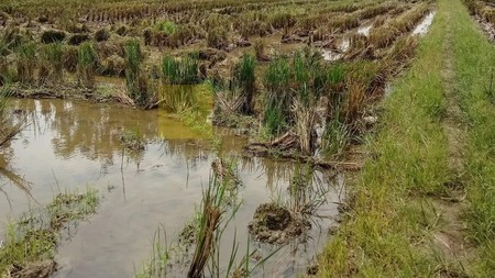 Miliki Sawah Irigasi di Area Pemukiman dan Perumahan