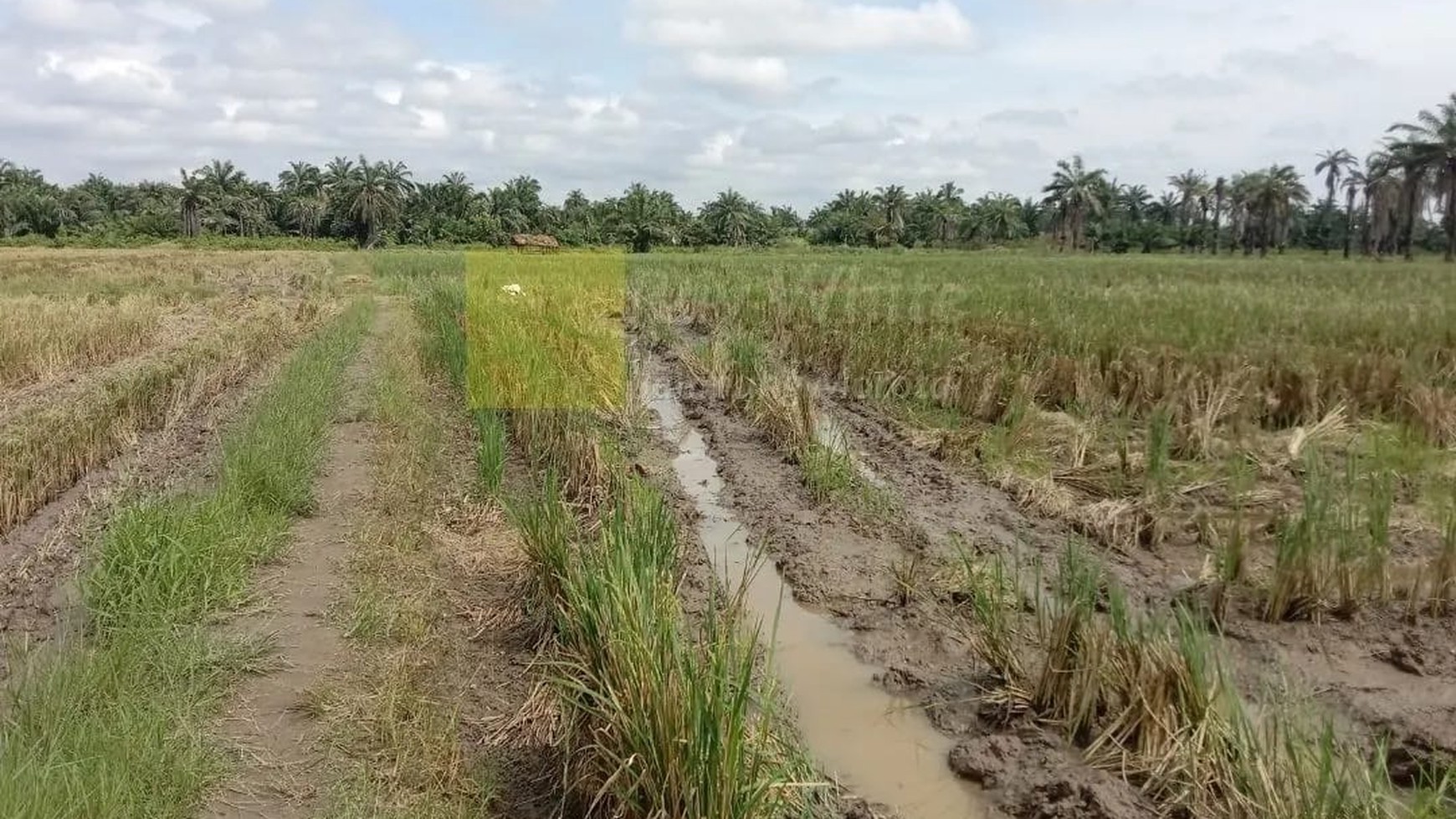 Miliki Sawah Irigasi di Area Pemukiman dan Perumahan