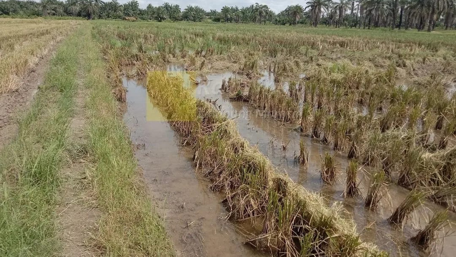 Miliki Sawah Irigasi di Area Pemukiman dan Perumahan