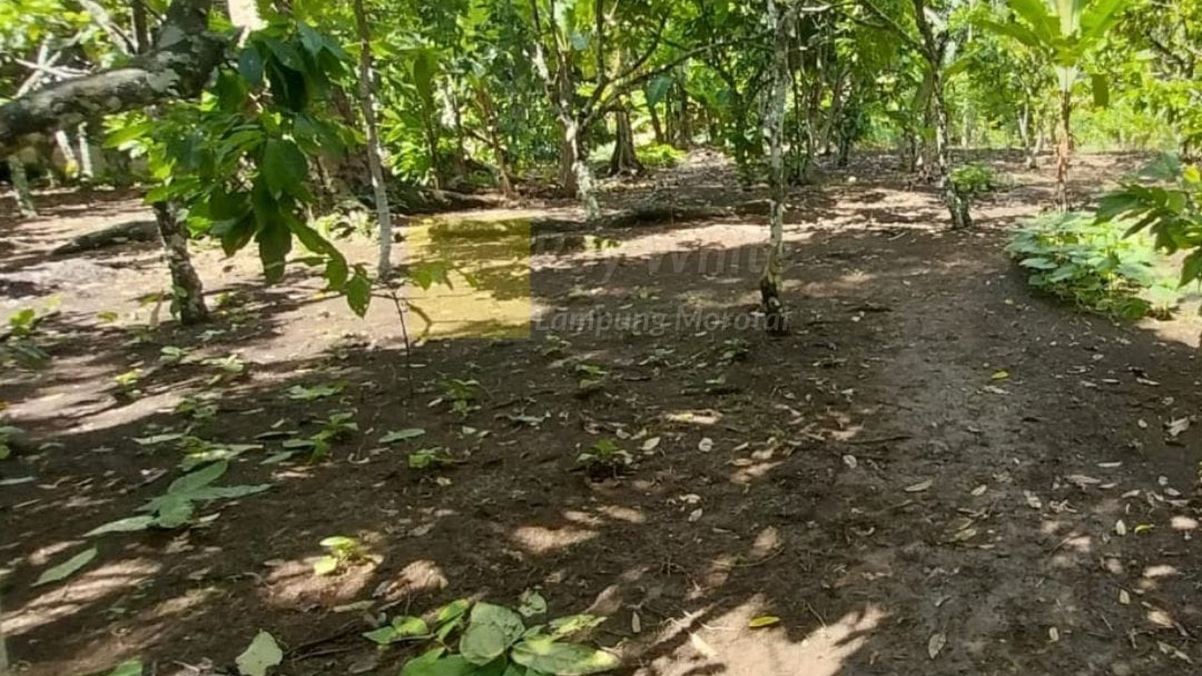 Di Jual Tanah Kebun Produktif ch