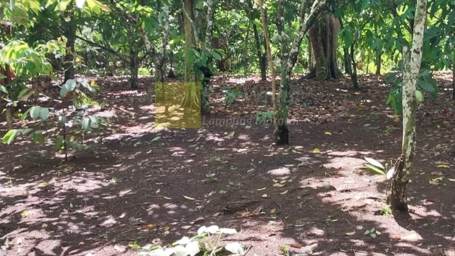 Di Jual Tanah Kebun Produktif ch