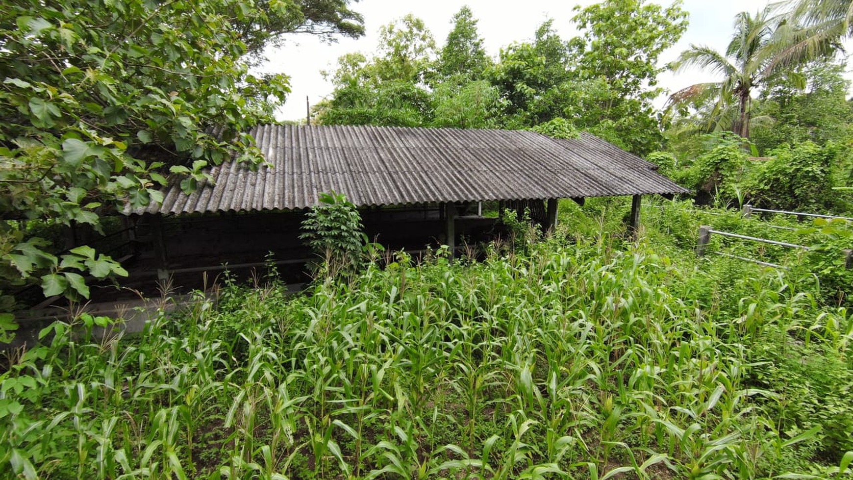 Tanah SHM Luas 1880 Meter Persegi Lokasi Sentolo Kulon Progo 