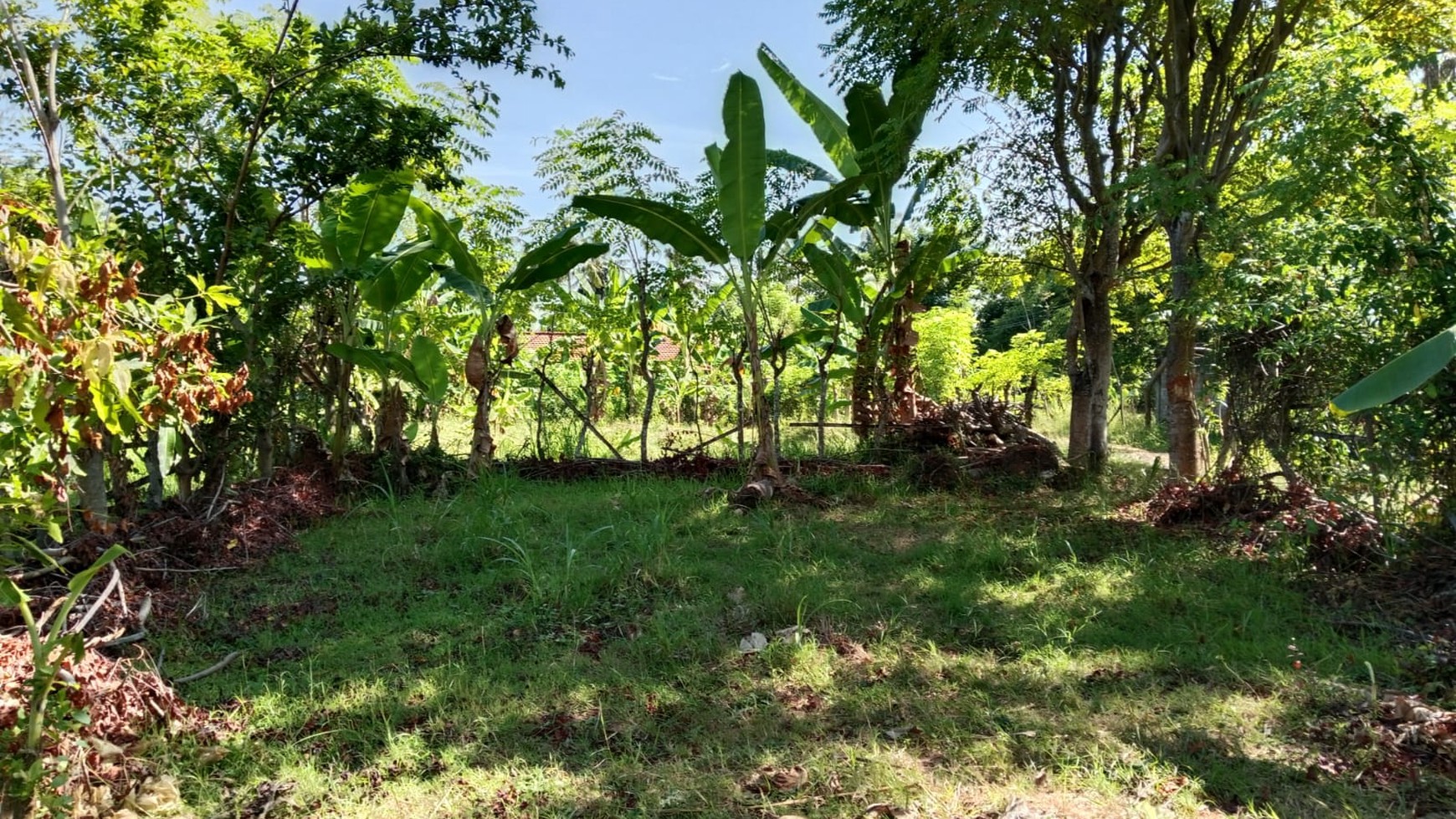 Land For Sale in Central Lovina