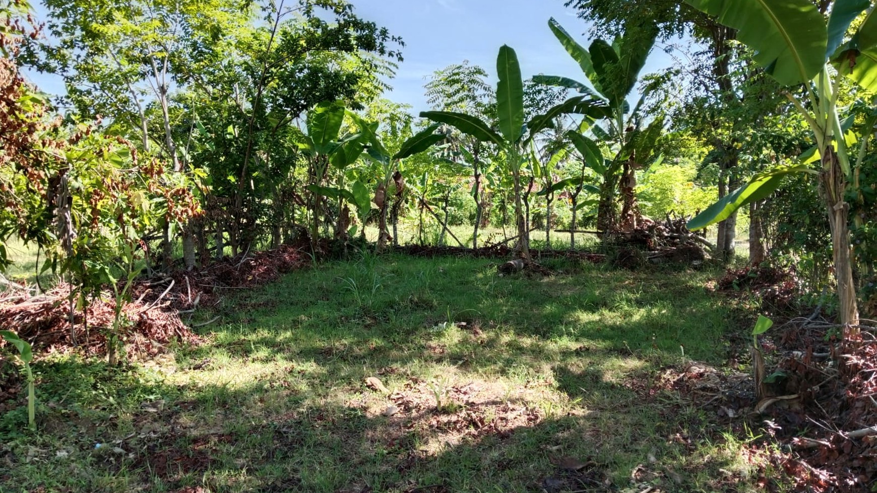 Land For Sale in Central Lovina