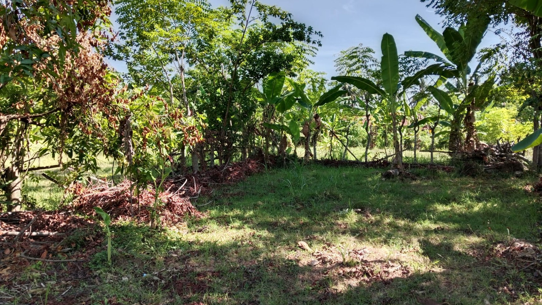 Land For Sale in Central Lovina