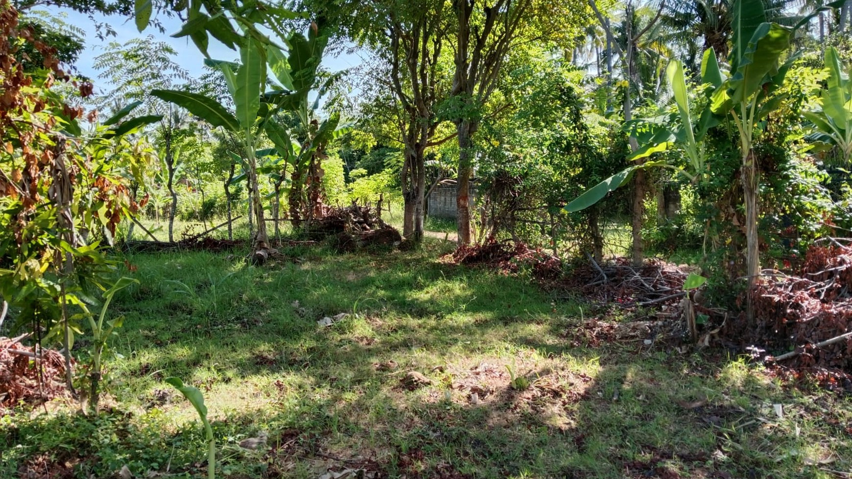 Land For Sale in Central Lovina