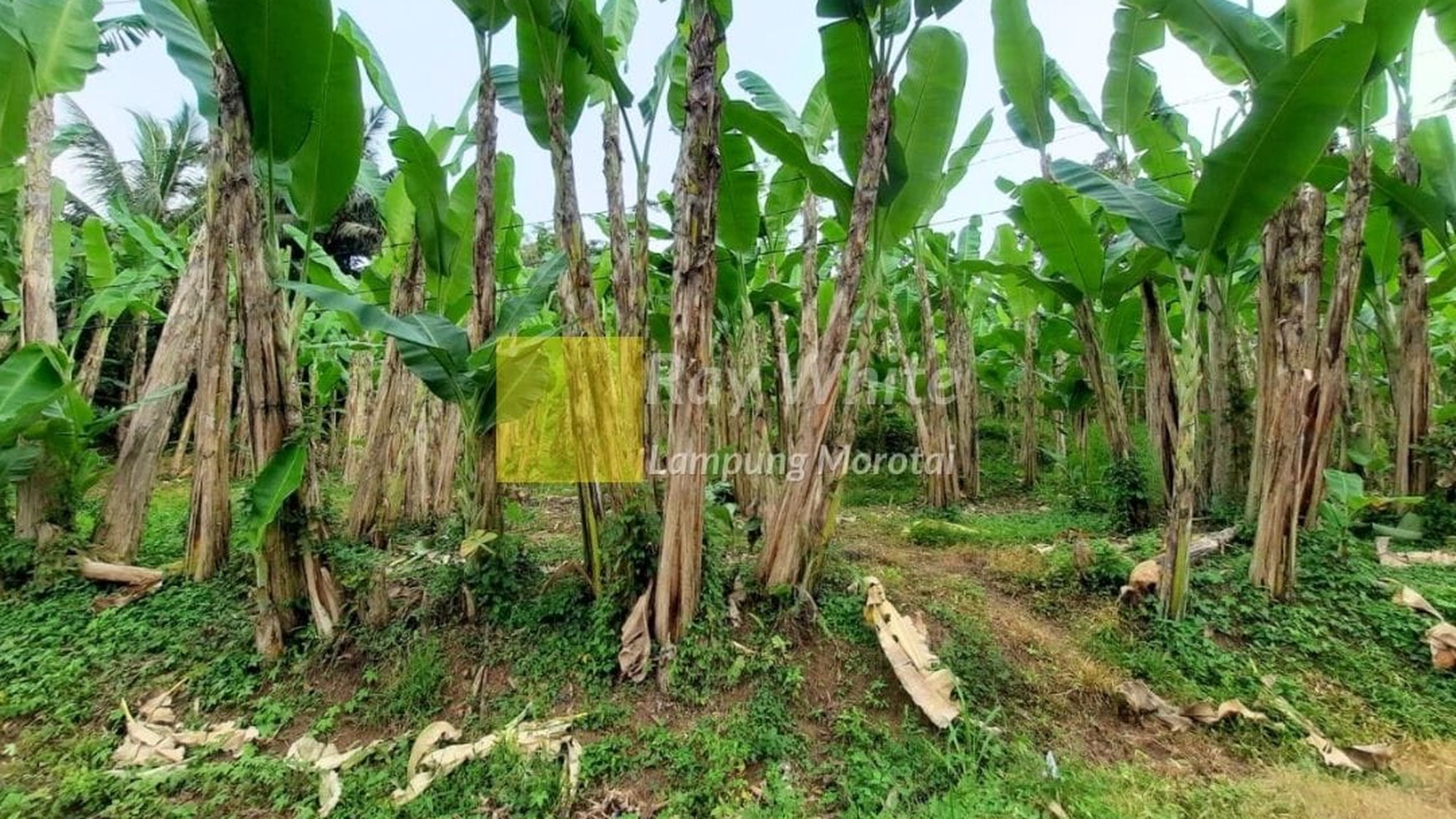 Miliki Tanah dengan Lebar Muka 50m vr