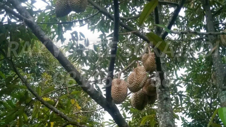 Kebun durian CIANJUR 