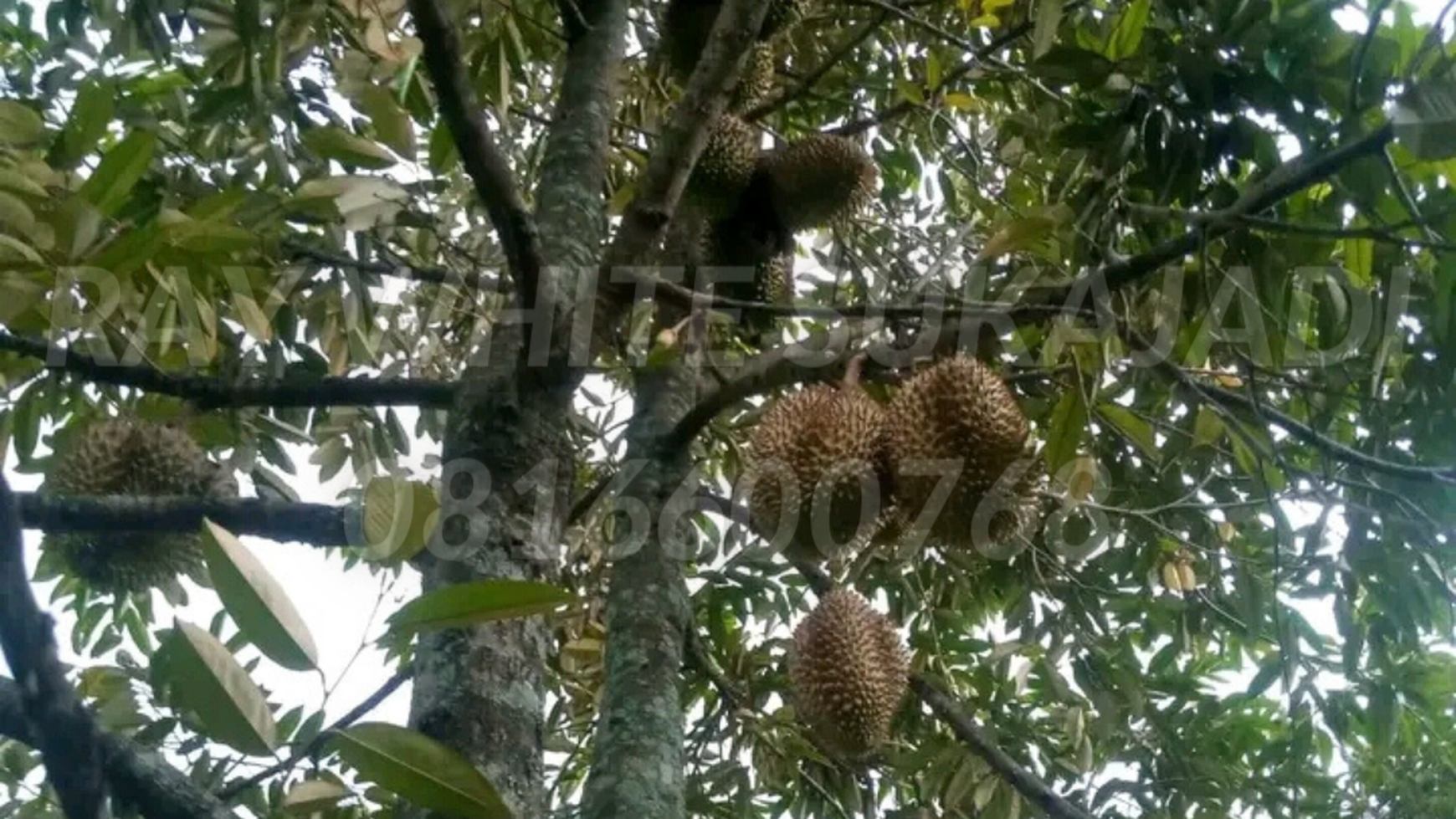 Kebun durian CIANJUR 