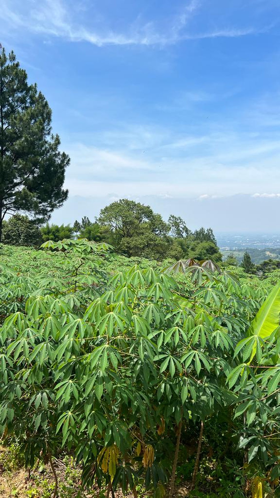 Tanah Luas di Gunung Geulis, Bogor