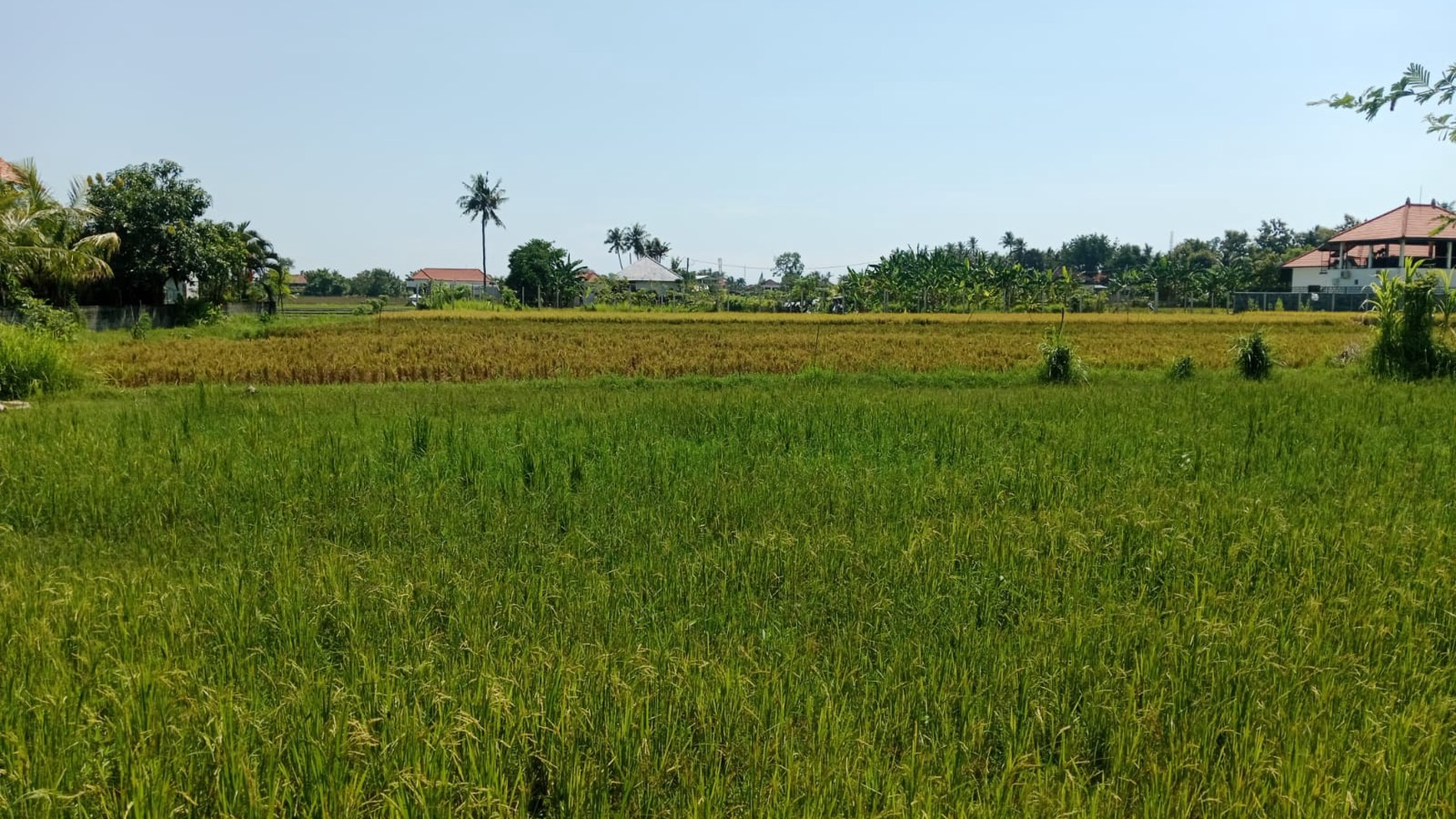 Land With Rice Field View For Sale in Lovina