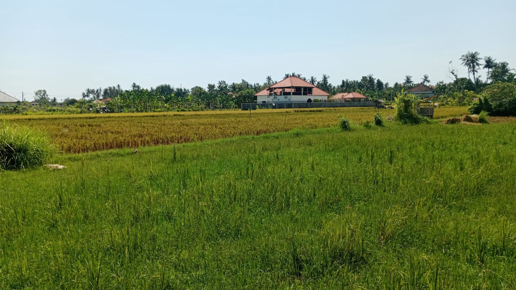 Land With Rice Field View For Sale in Lovina