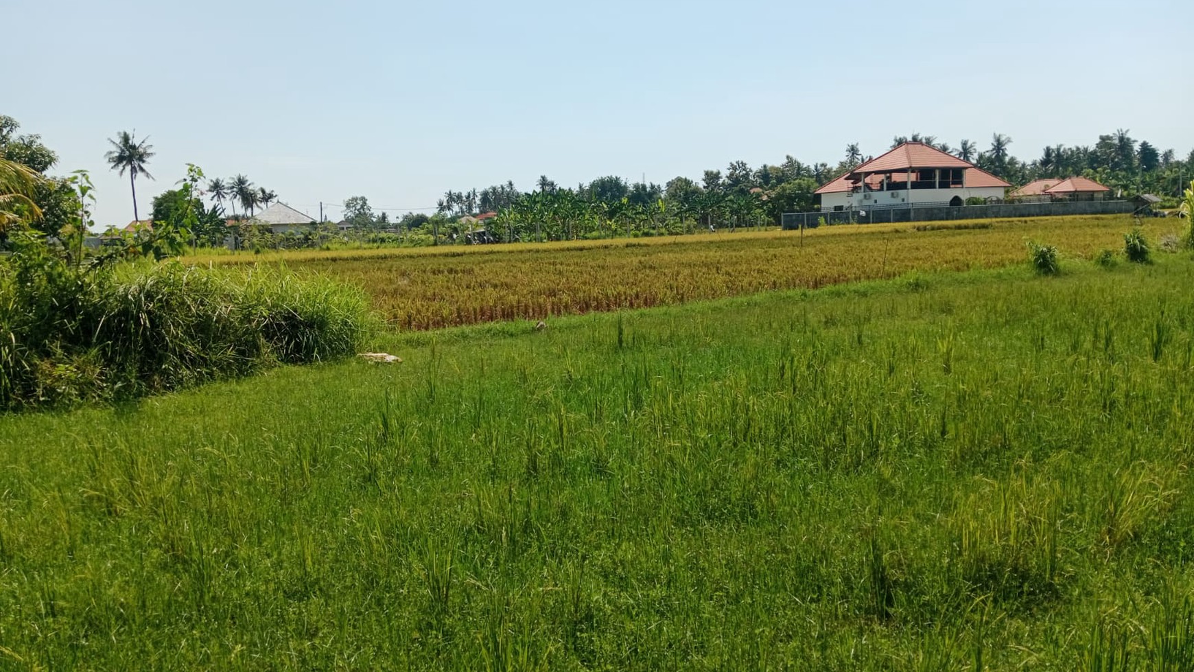 Land With Rice Field View For Sale in Lovina