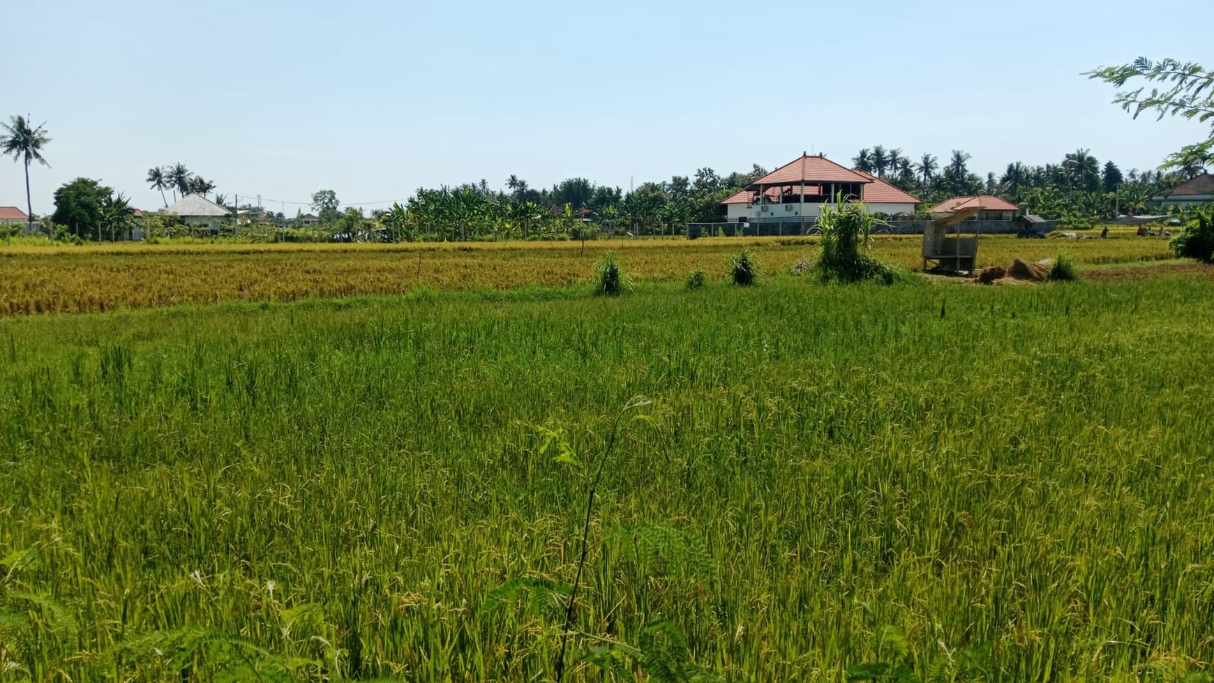 Land With Rice Field View For Sale in Lovina