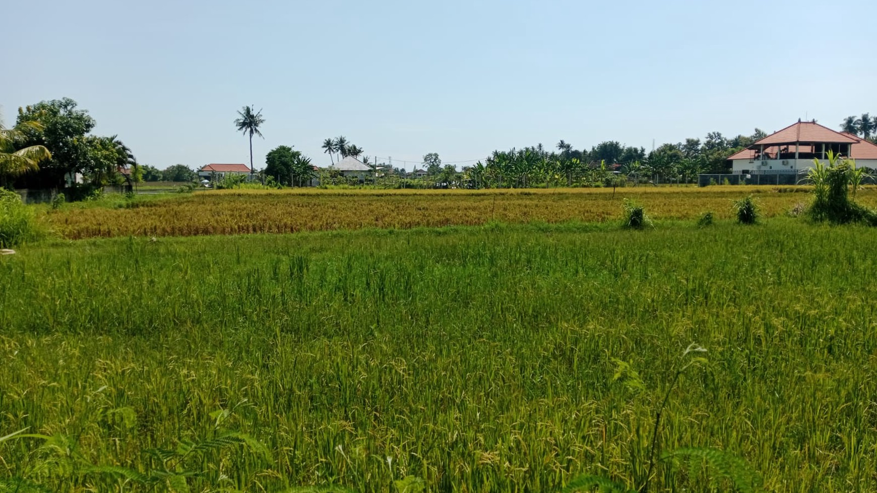 Land With Rice Field View For Sale in Lovina