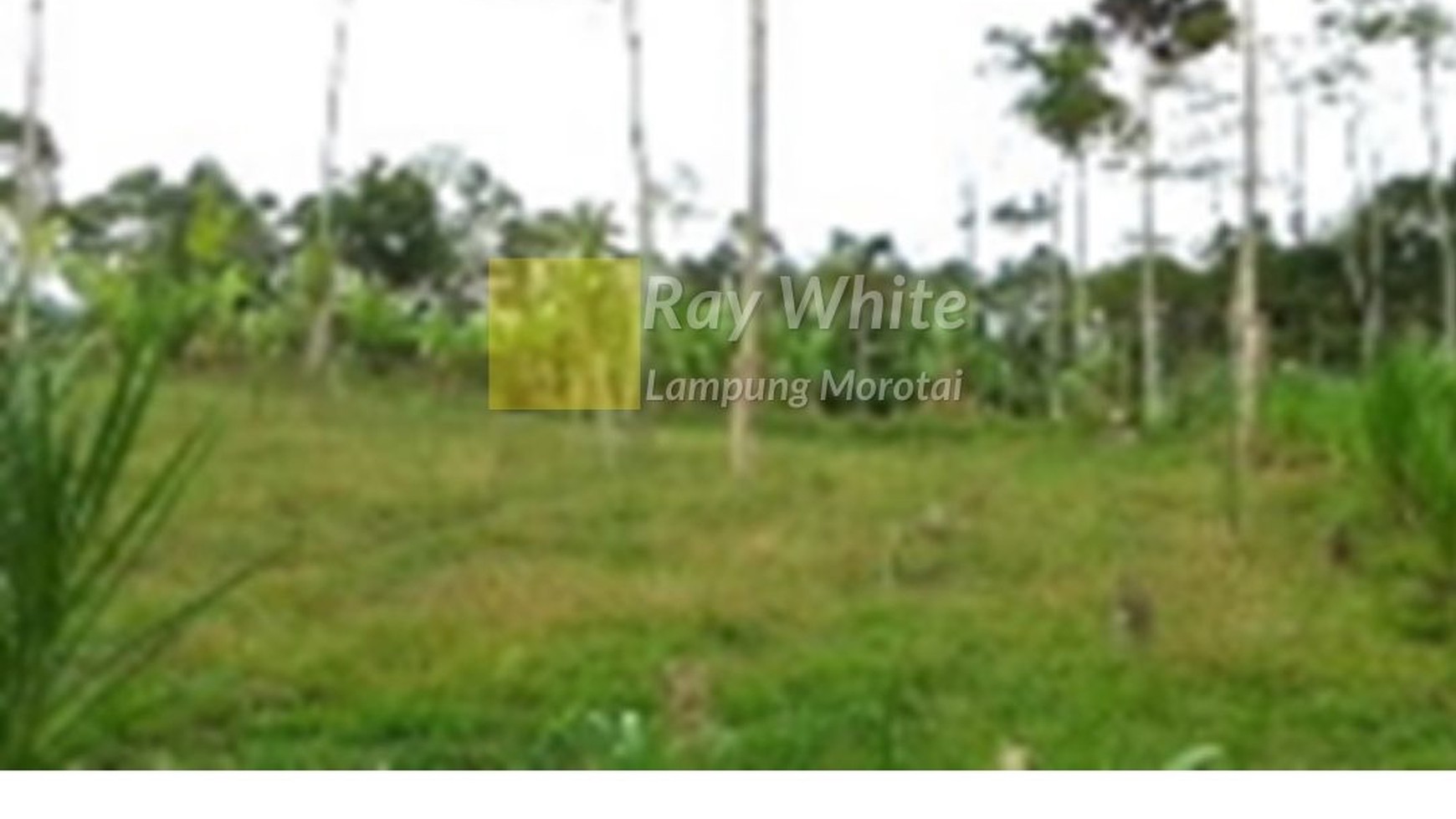 Dijual Tanah Kebun Desa Gisting tanggamus Bandar lampung