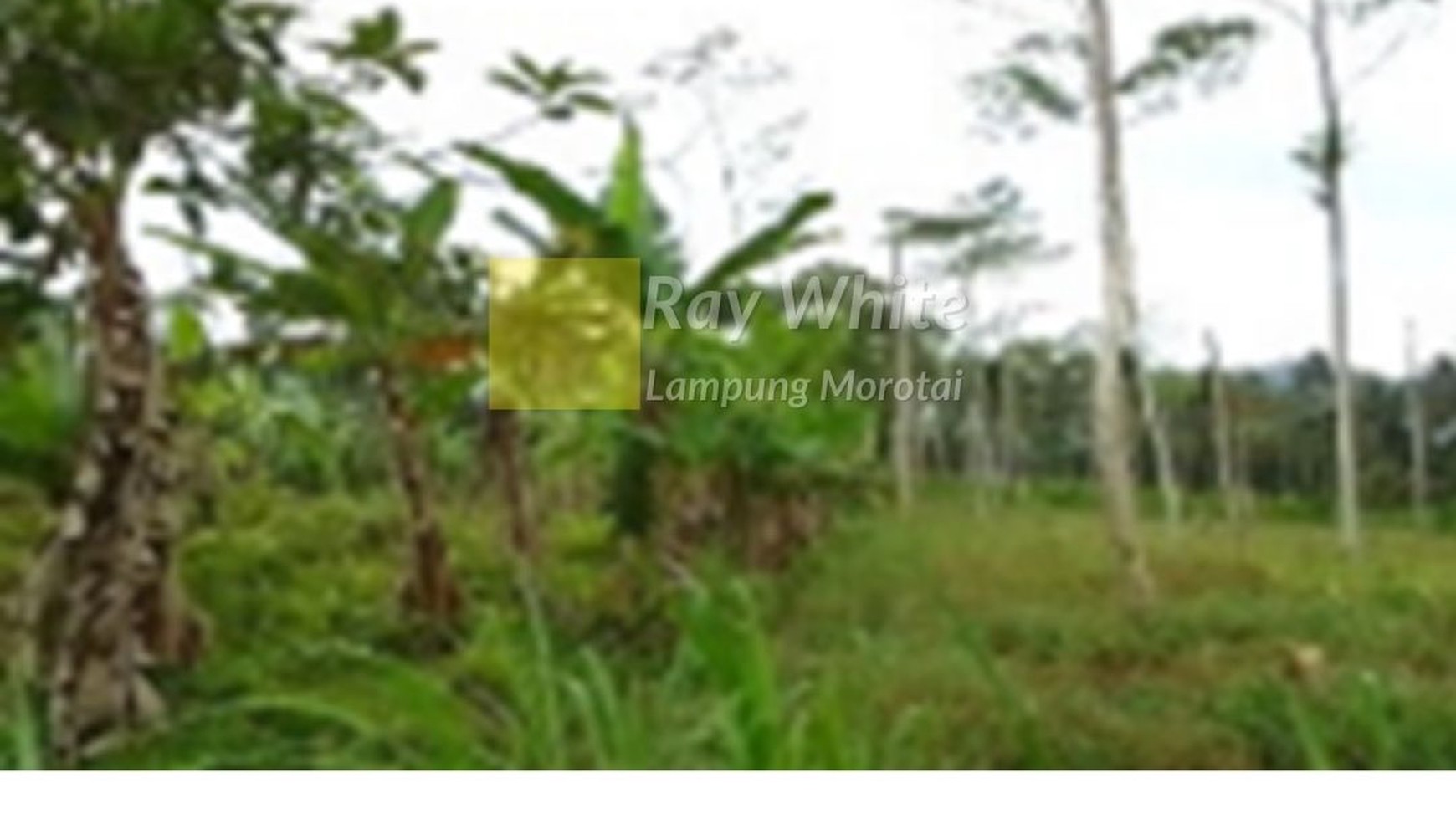 Dijual Tanah Kebun Desa Gisting tanggamus Bandar lampung