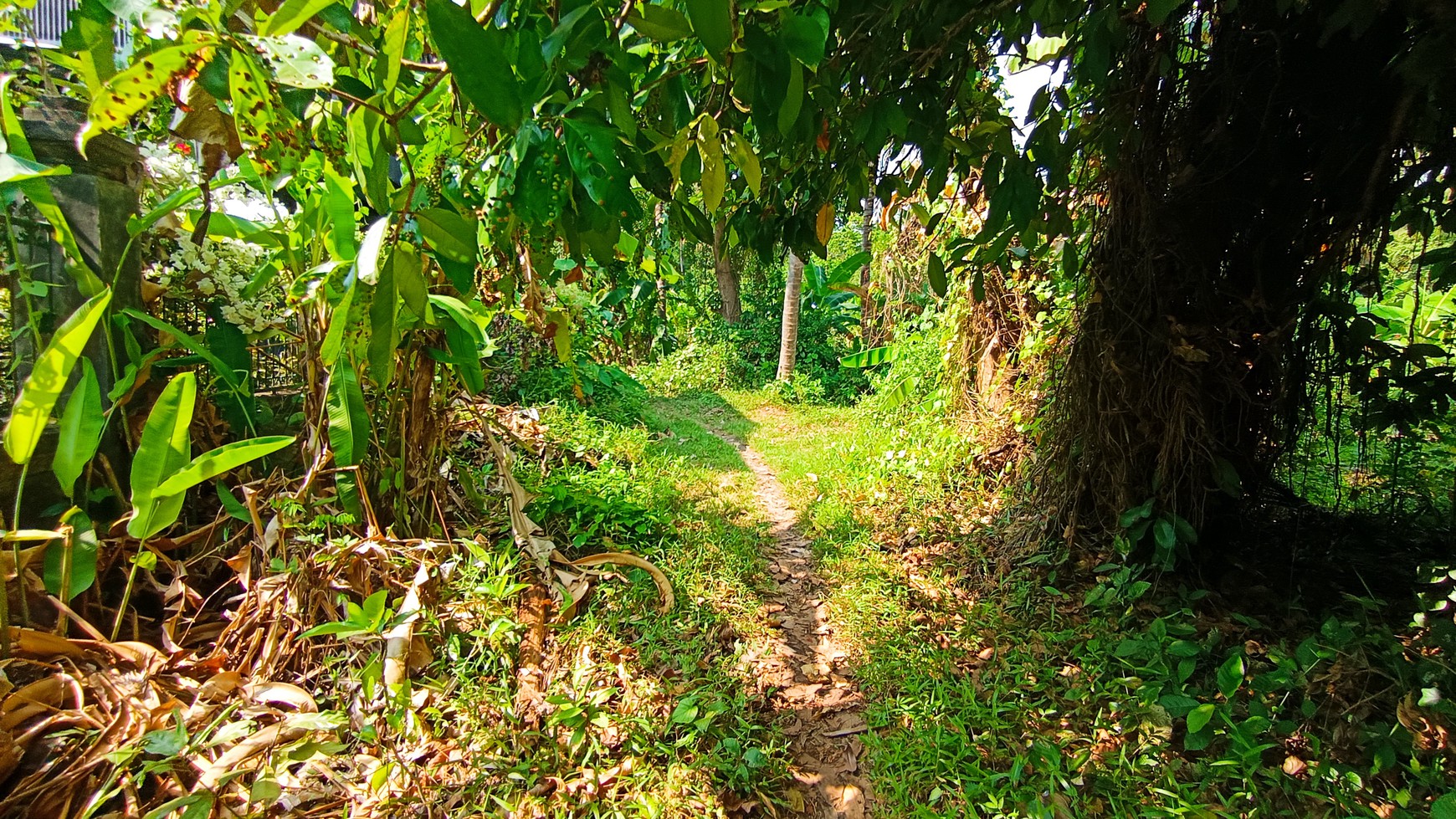 Piece Of Paradise Near Lovina Beach Land For Sale