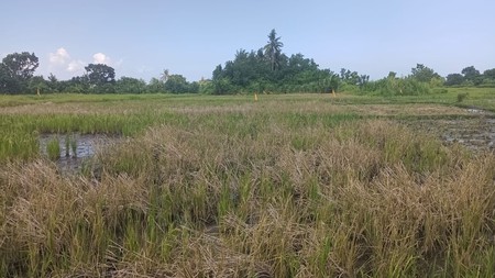 For Sale Plots Land Invesment at Belong Beach Kedungu Bali