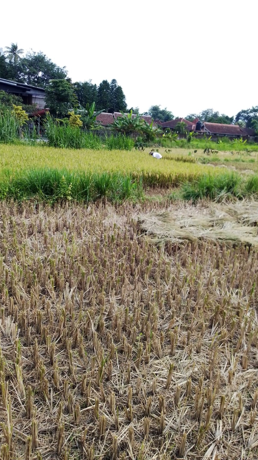 Lahan luas 2.290m2 dekat Kopi Klotok Sleman