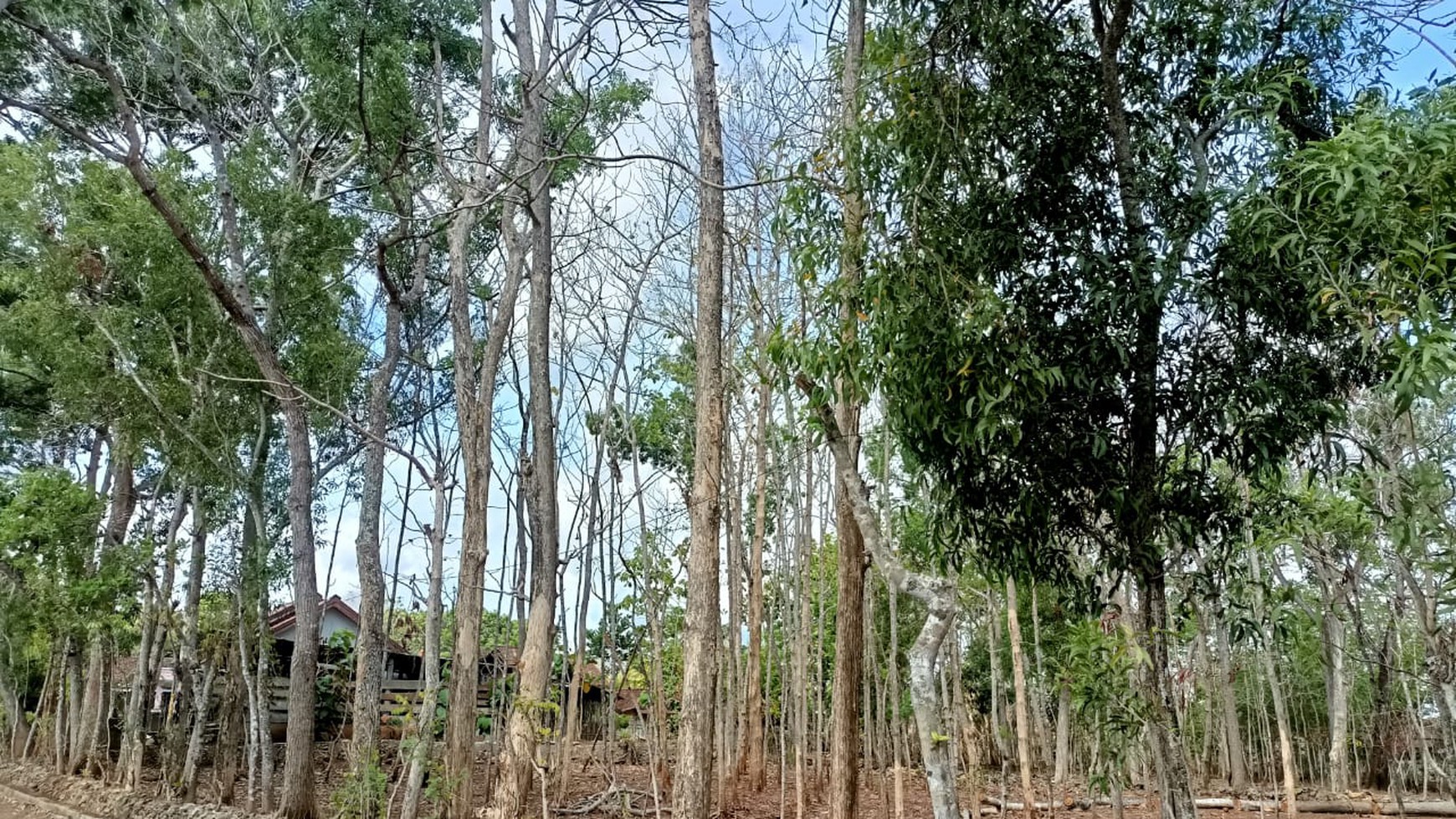 Tanah Seluas 1030 Meter Persegi Lokasi di Semanu Gunung Kidul 