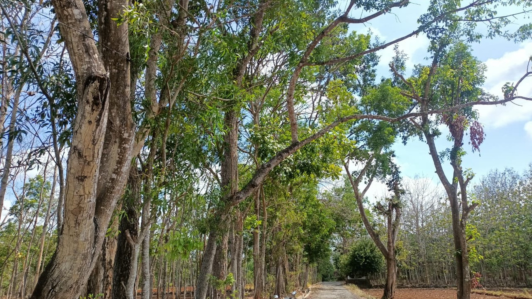 Tanah Seluas 1030 Meter Persegi Lokasi di Semanu Gunung Kidul 