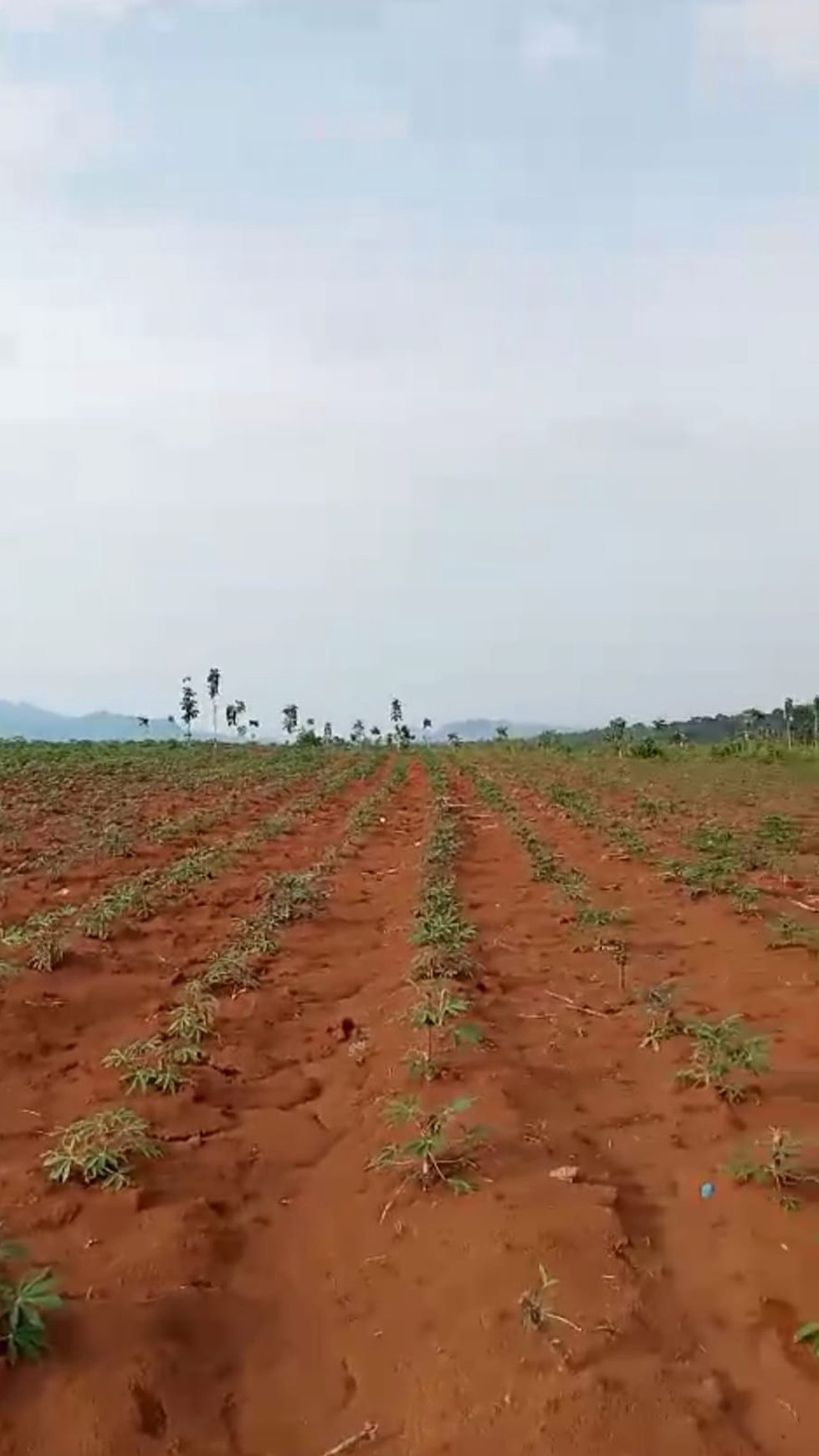 TANAH MURAH DI CLUWAK, PATI, JAWA TENGAH