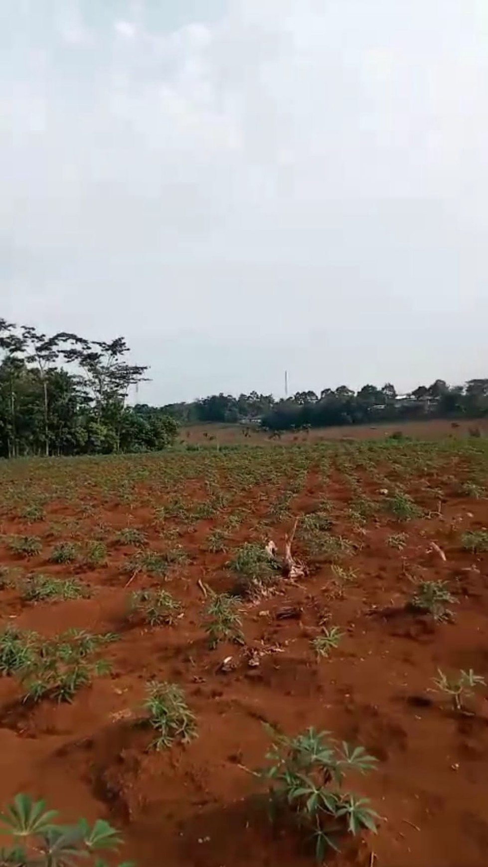 TANAH MURAH DI CLUWAK, PATI, JAWA TENGAH