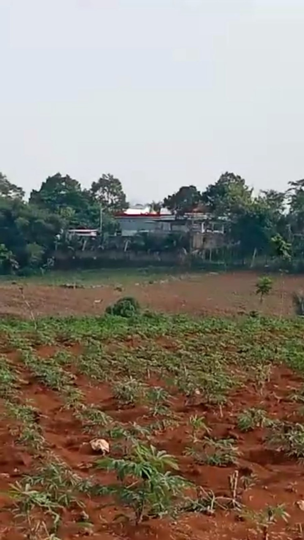 TANAH MURAH DI CLUWAK, PATI, JAWA TENGAH