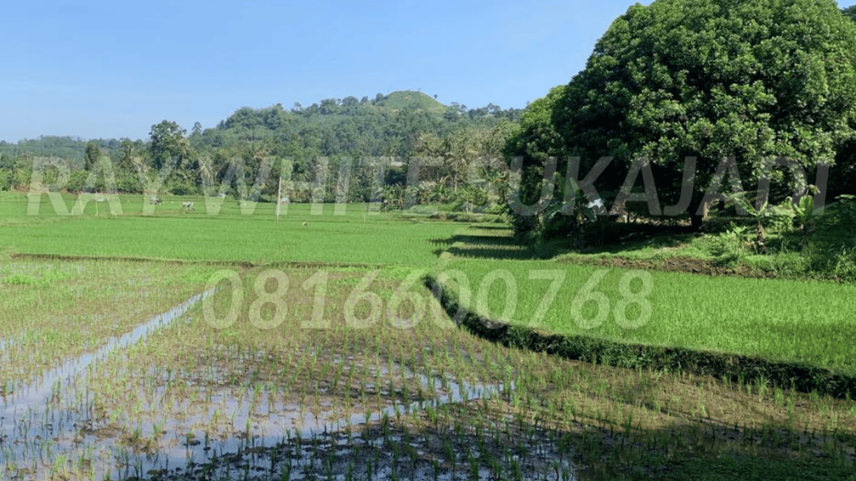 Tanah Luas Untuk Wisata / Perumahan di Cibinong Hilir, Cianjur