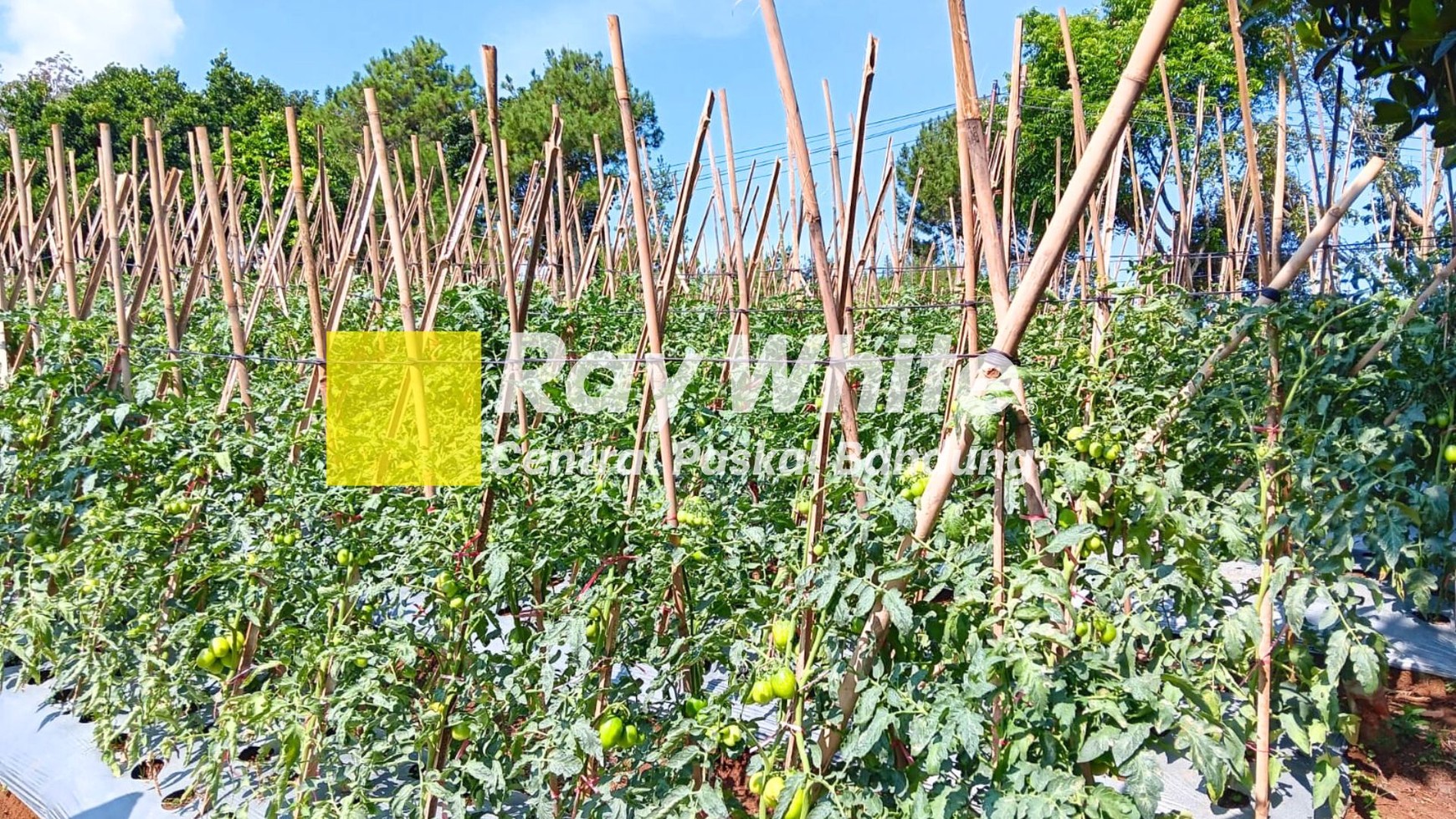 Tanah Kebun di Desa Mekarwangi Lembang Bandung