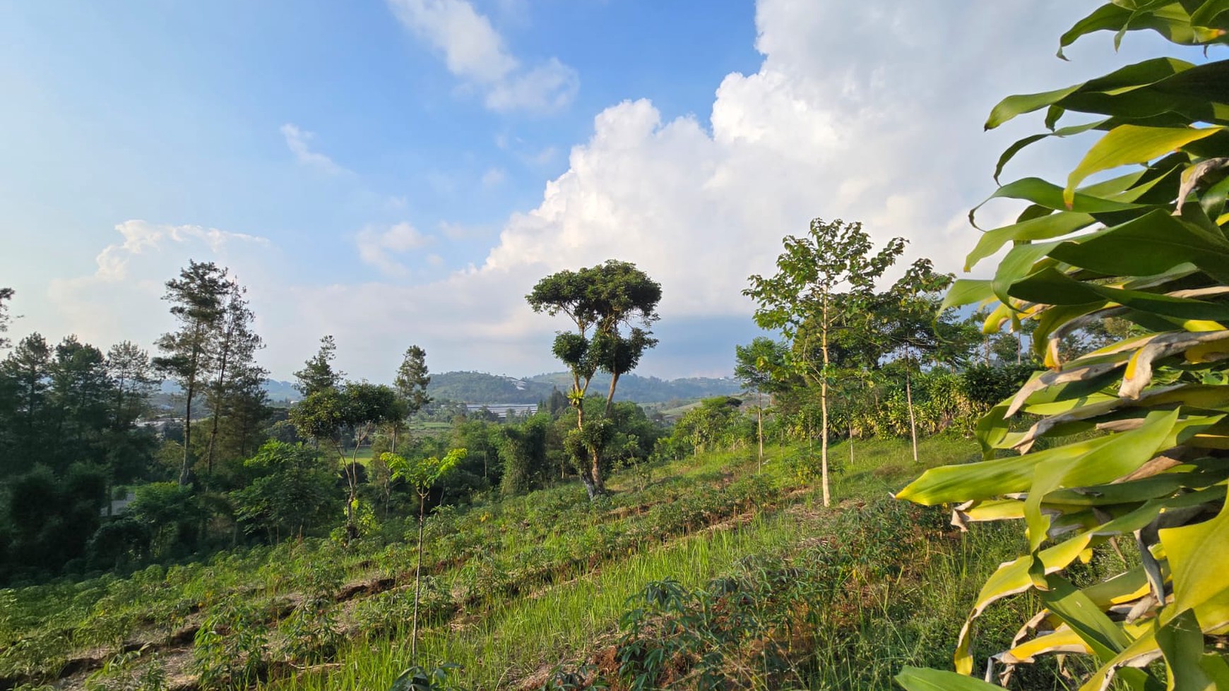 Kavling Di Lokasi Strategis Jl Marwati, Balekembang, Cikanere, Sukaresmi