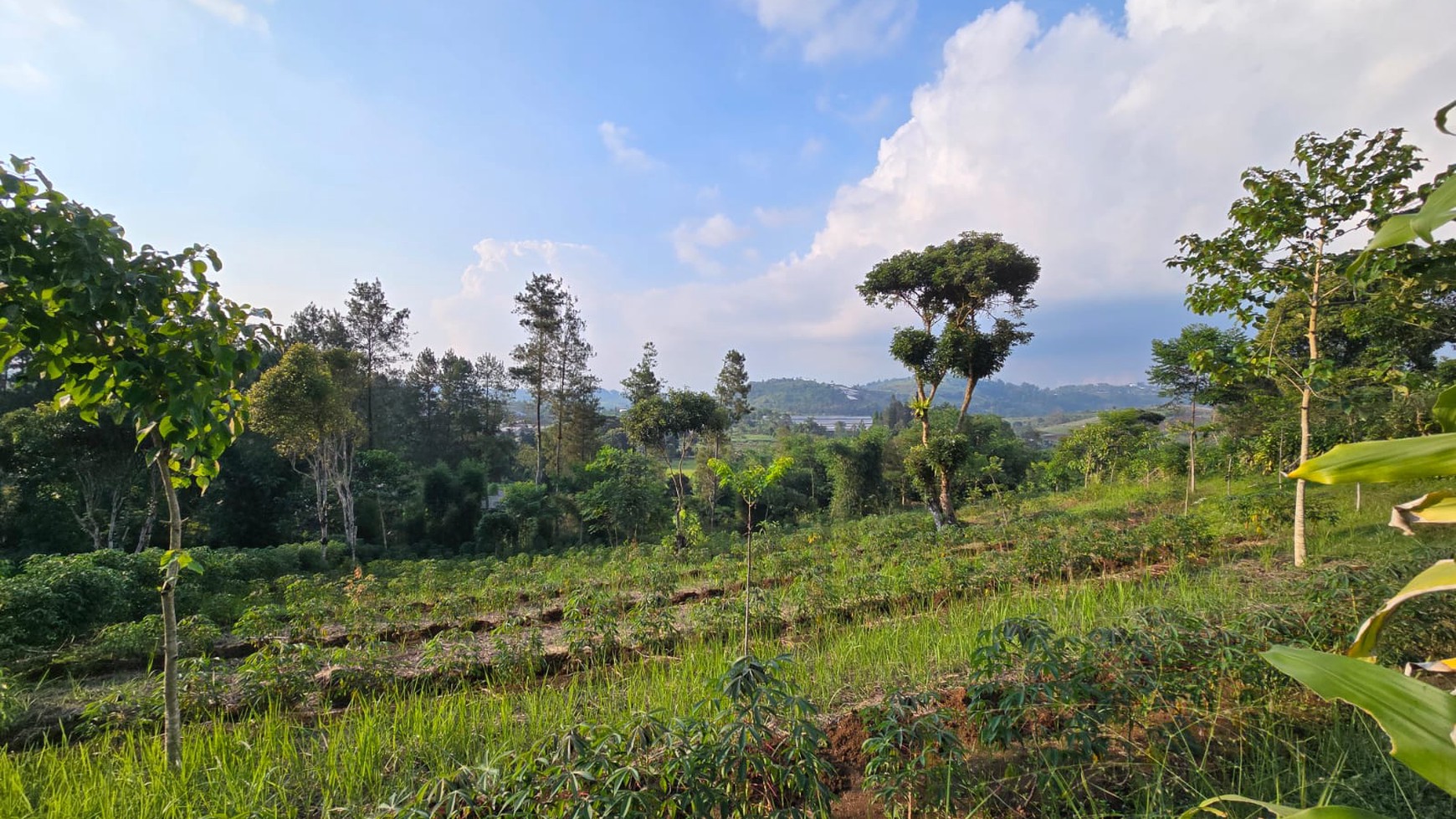 Kavling Di Lokasi Strategis Jl Marwati, Balekembang, Cikanere, Sukaresmi