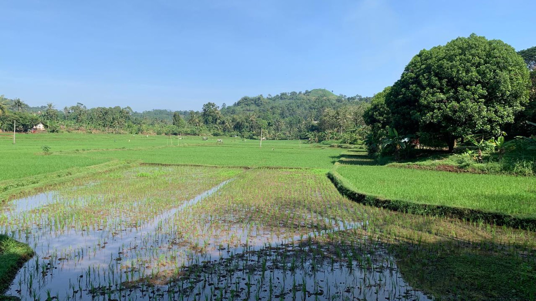 Kavling Di Lokasi Strategis Jl Cibinong Hilir, Cianjur