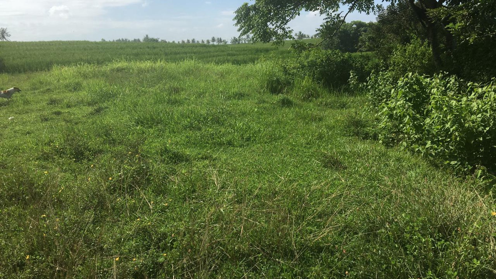 Freehold beachfront land 680 sqm on panoramic hilltop in Kelecung Tabanan