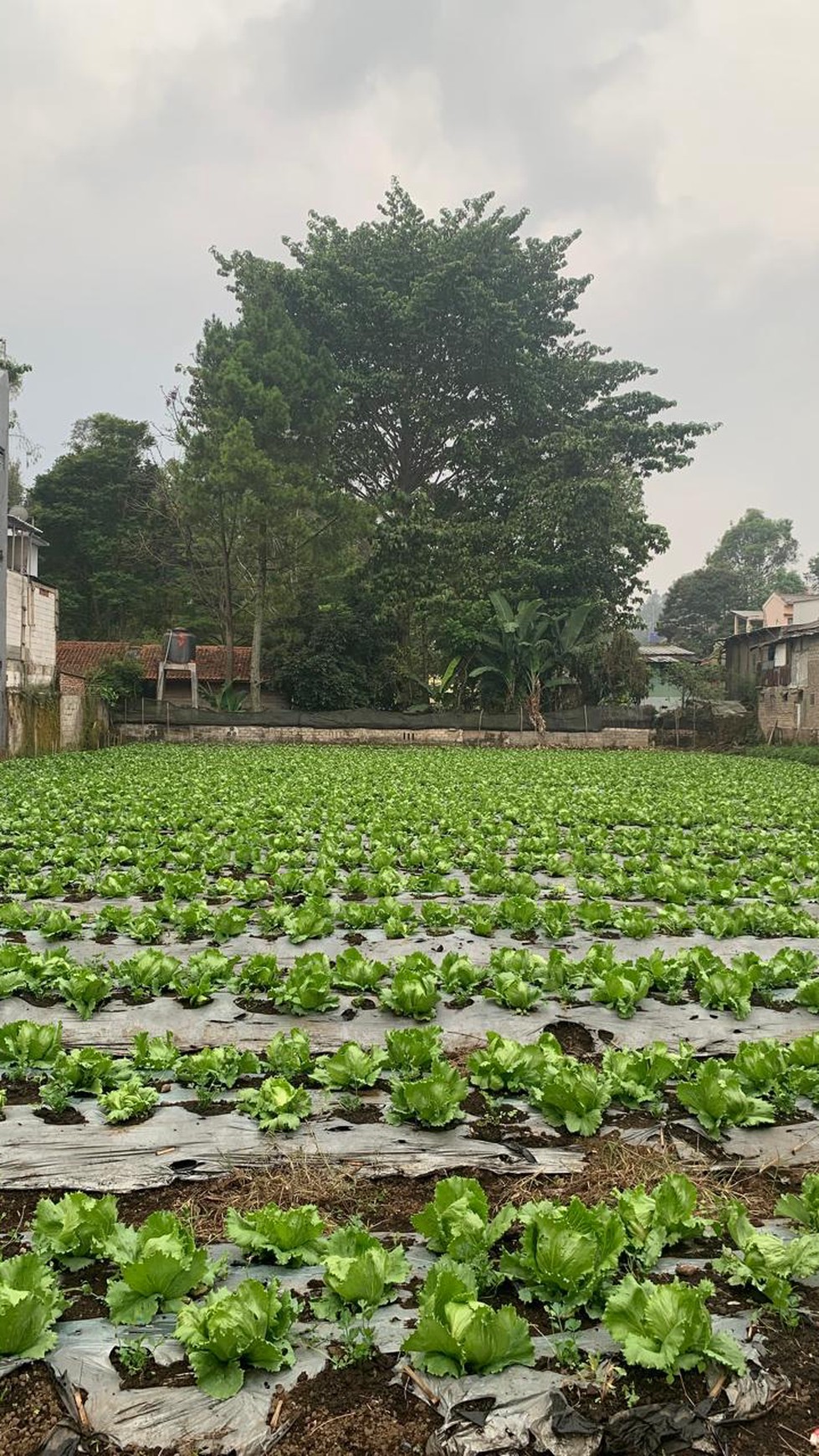 Tanah Darat Lokasi  Strategis di Lembang 