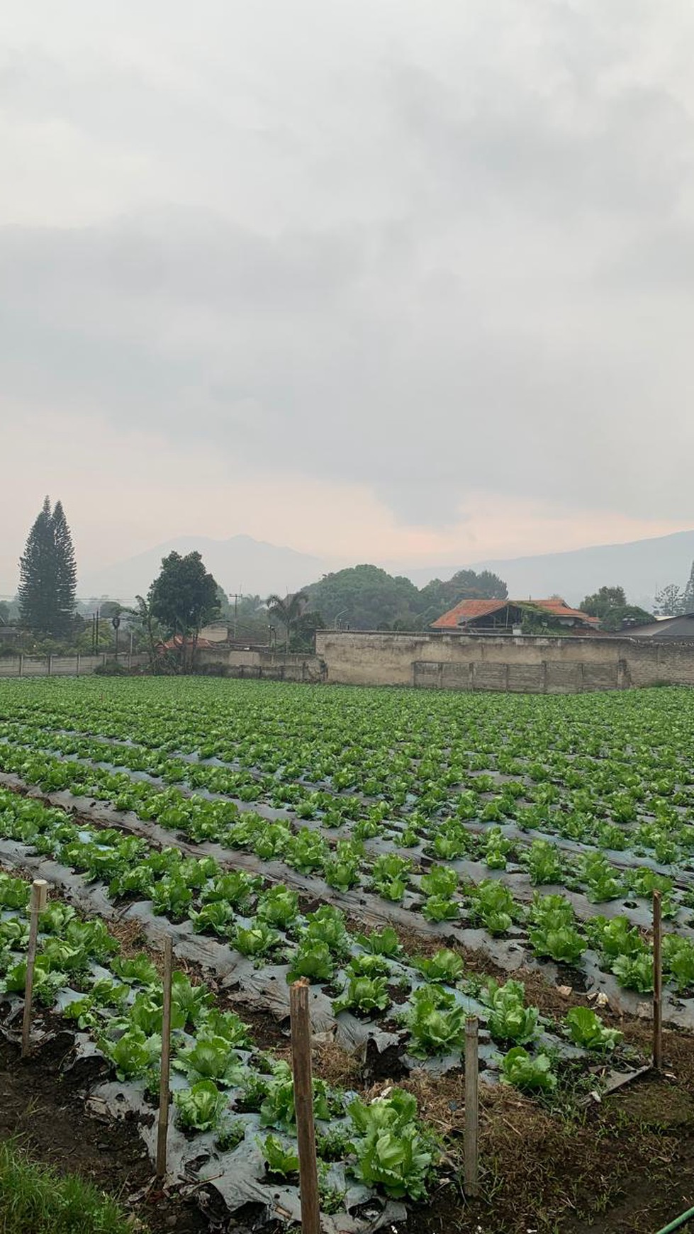 Tanah Darat Lokasi  Strategis di Lembang 