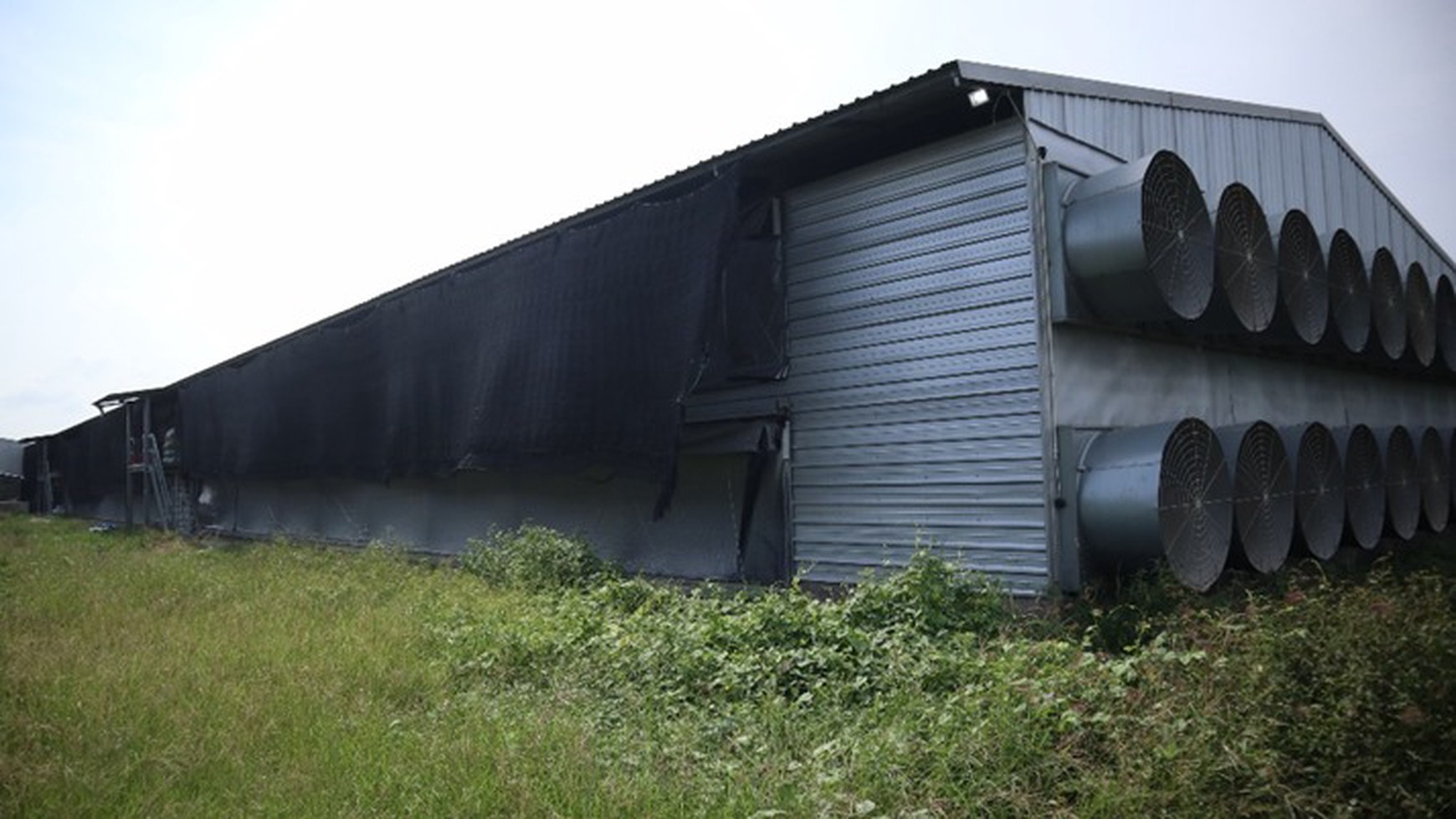 PETERNAKAN AYAM BOILER INDRAMAYU