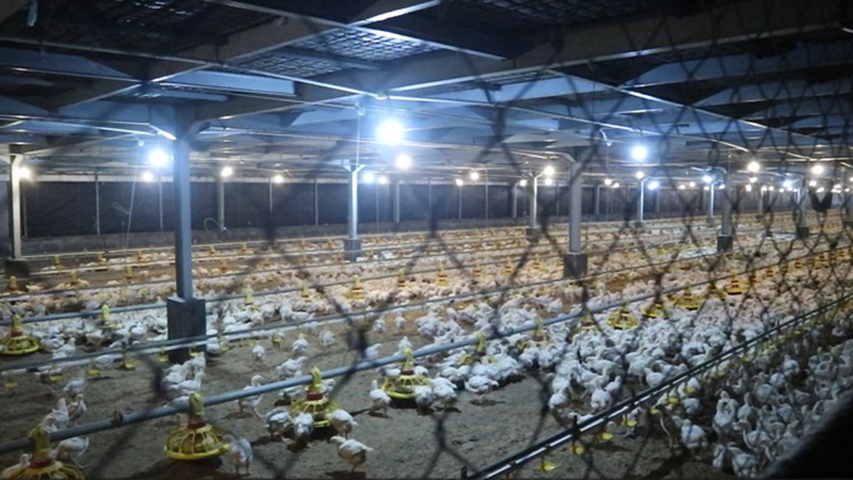 PETERNAKAN AYAM BOILER INDRAMAYU