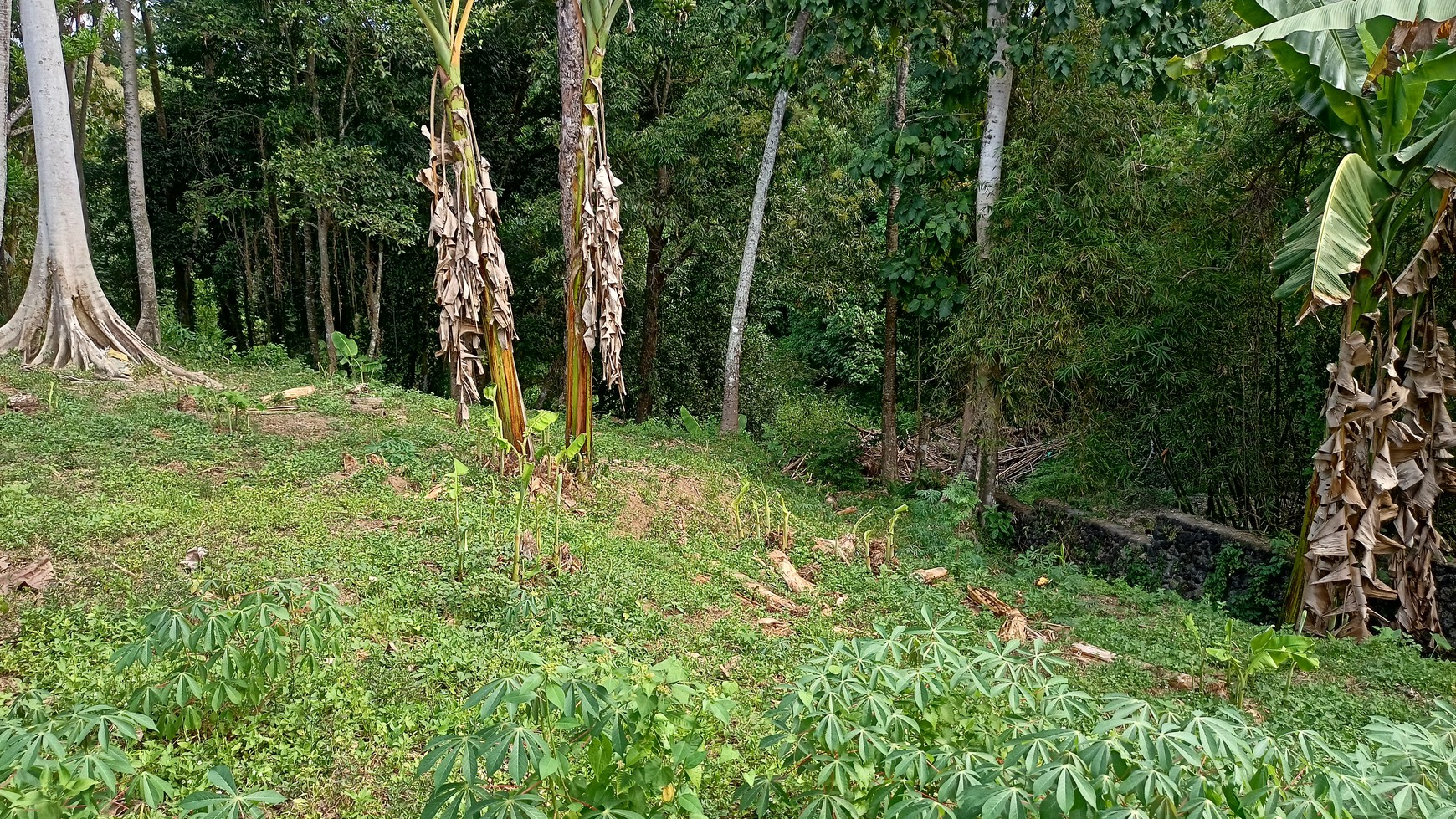 Freehold - 3050 Sqm Riverside View Beyond Canggu